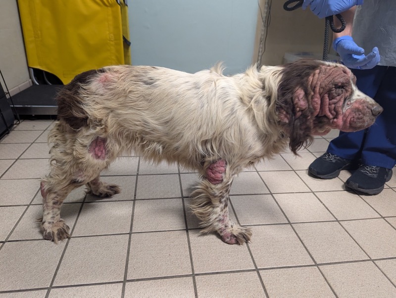 Other image for Pensioner admits neglecting dog